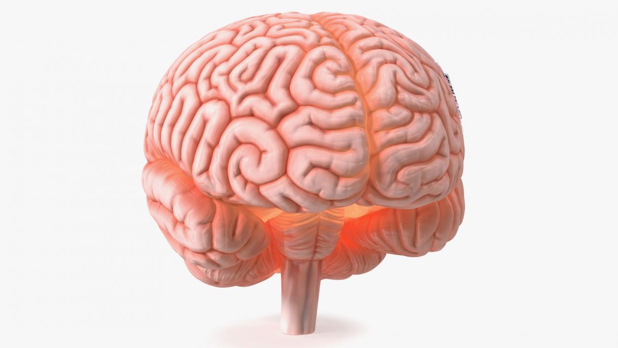 3D Human Brain With Implanted Microchip Lighted 2