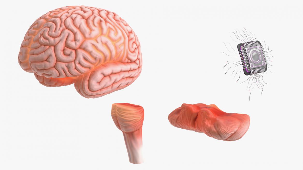 3D Human Brain With Implanted Microchip Lighted 2