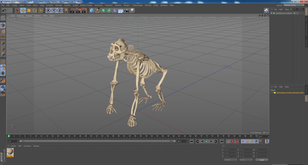 3D Articulated Gorilla Skeleton model