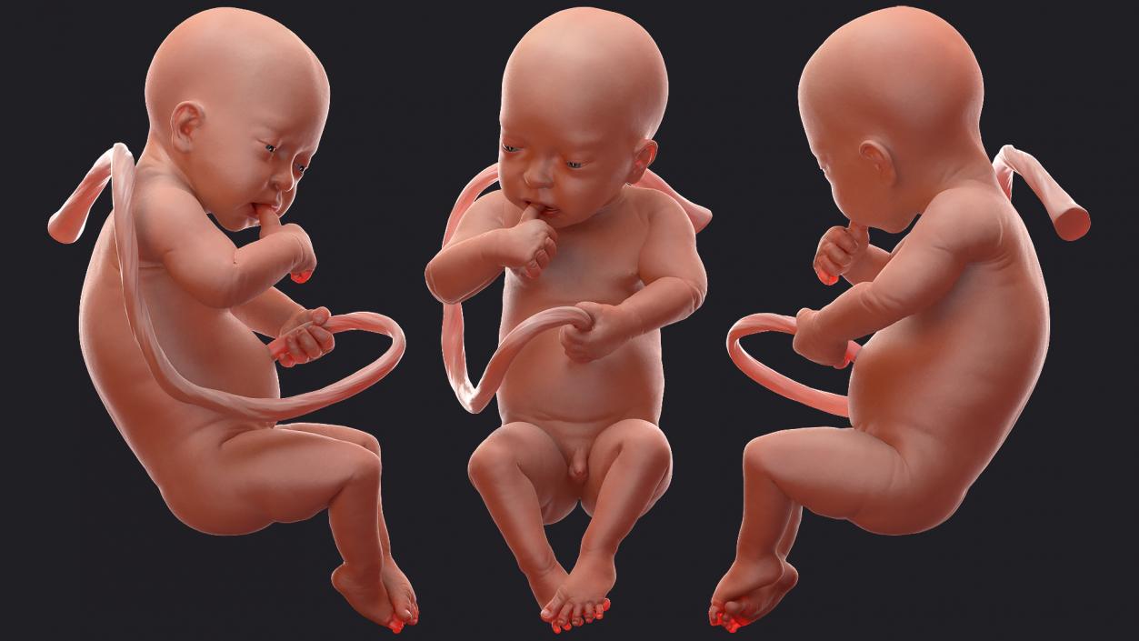 3D Embryos Collection model