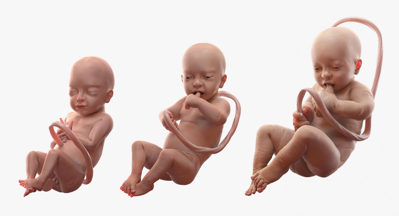 3D Embryos Collection model