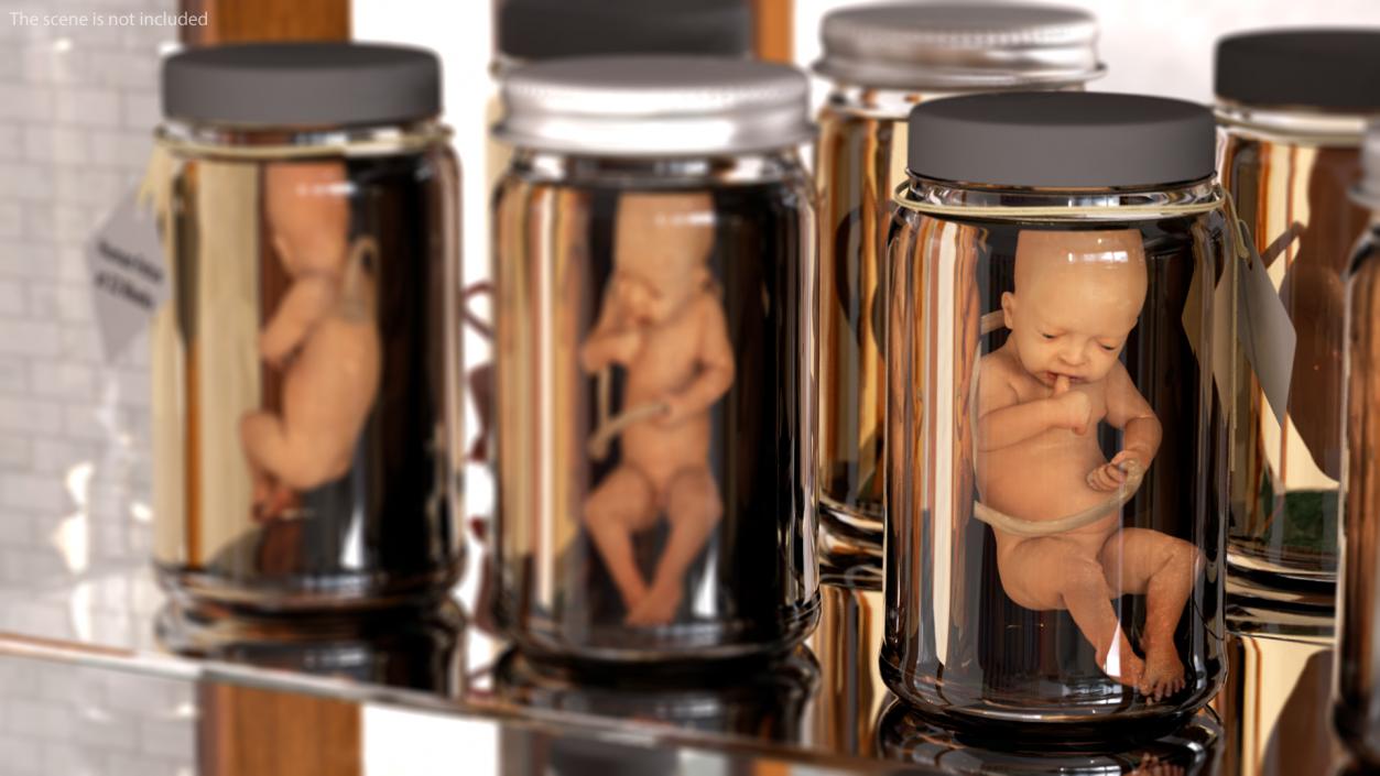 3D Embryos Collection model