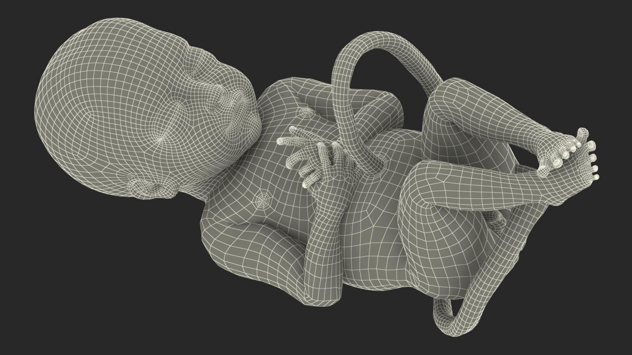 3D Embryos Collection model