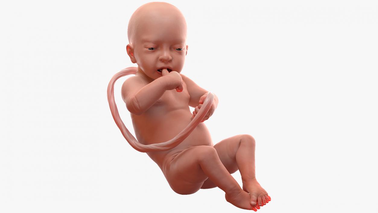 3D Embryos Collection model