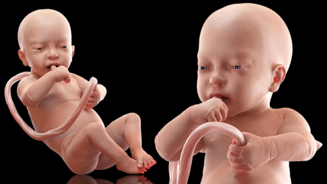 3D Embryos Collection model