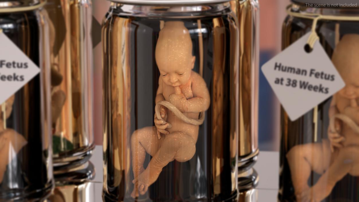 3D Embryos Collection model