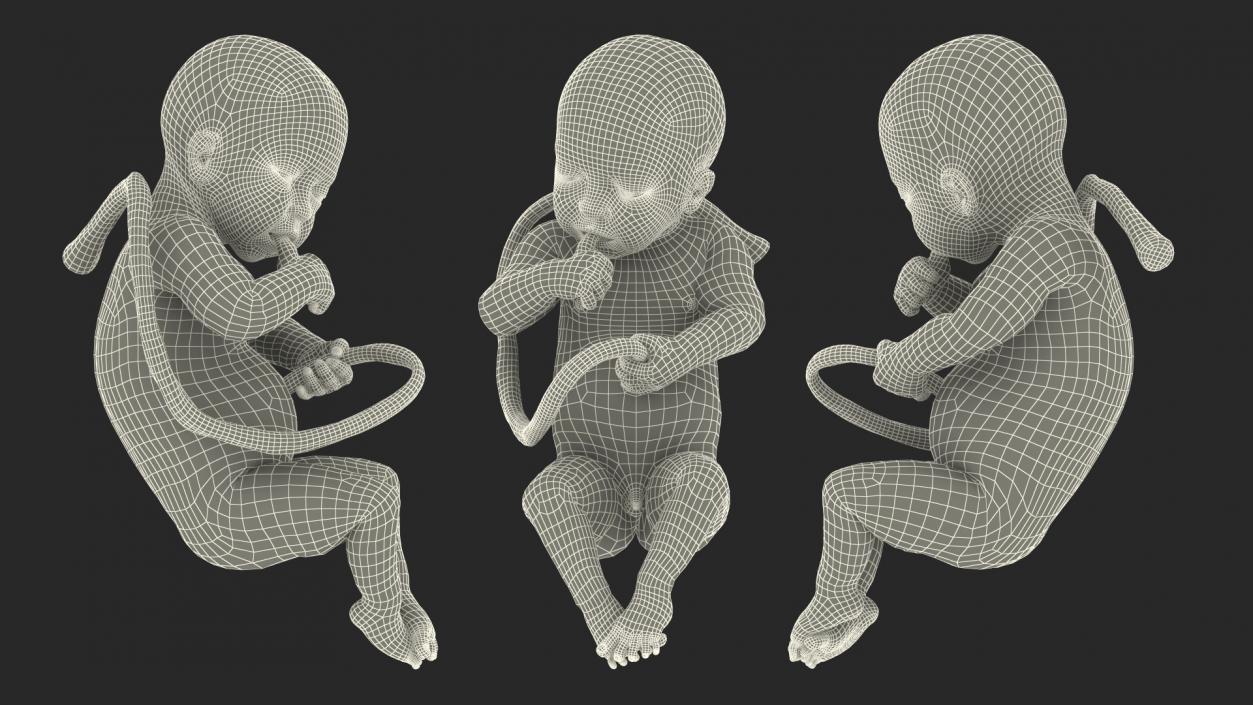 3D Embryos Collection model