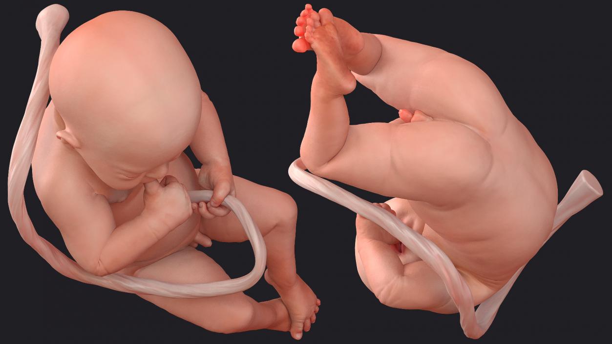 3D Embryos Collection model