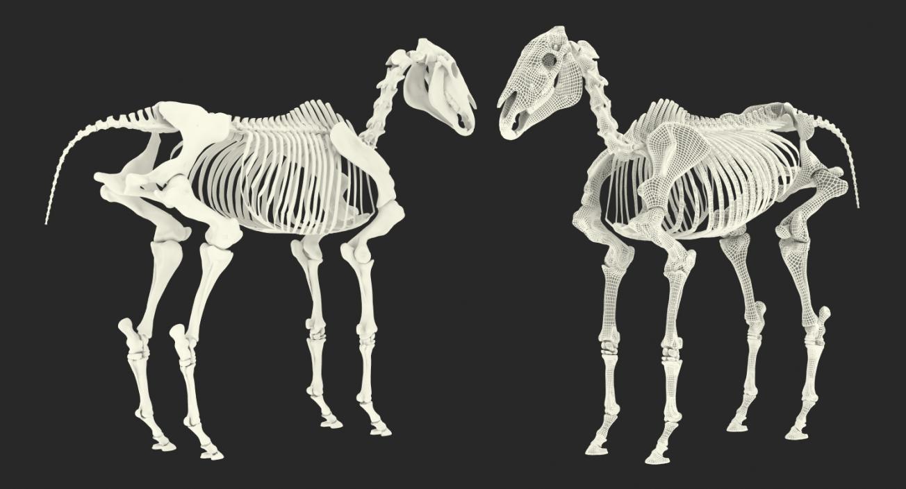 Horse Skeleton 3D model