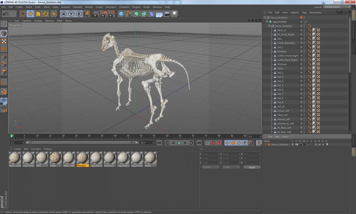 Horse Skeleton 3D model