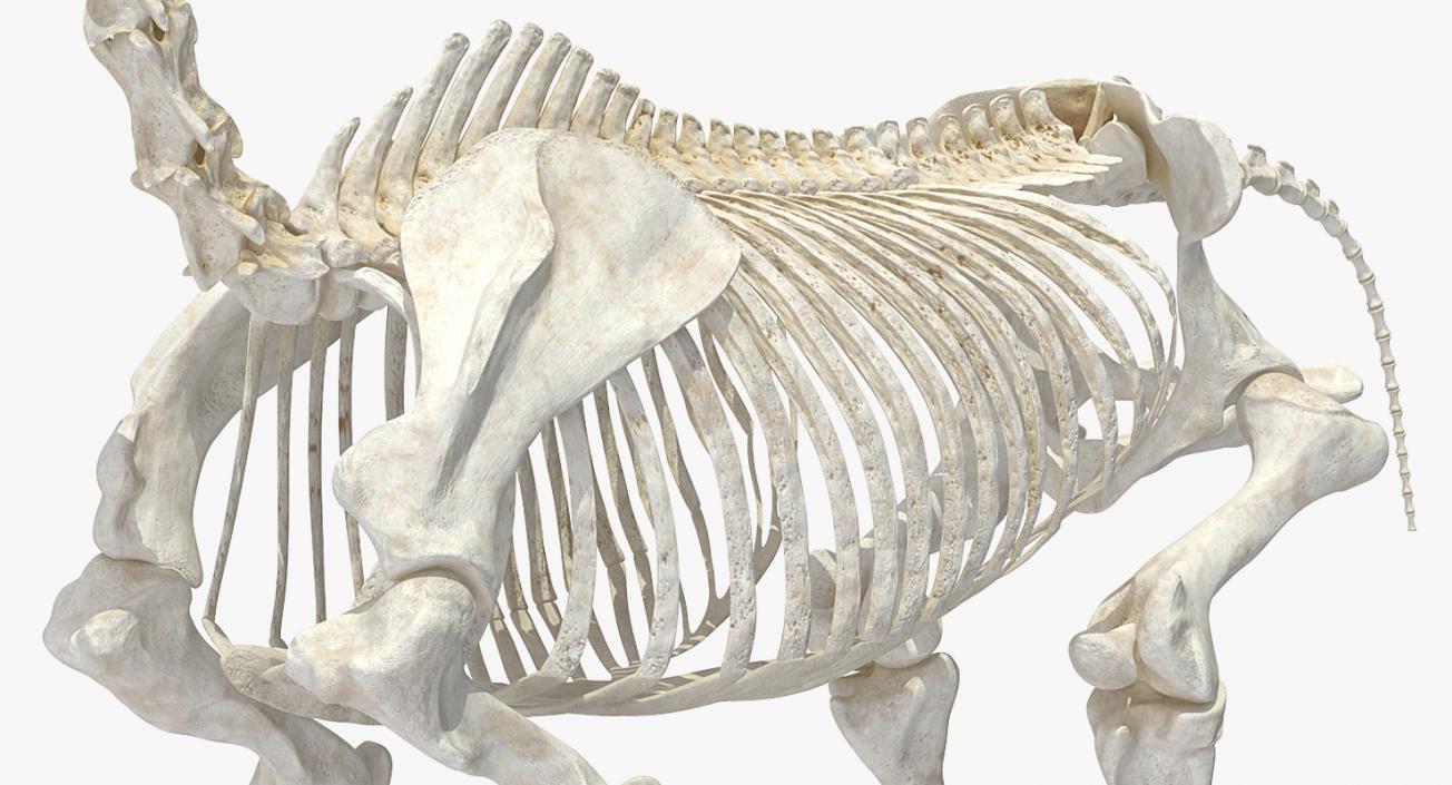 Horse Skeleton 3D model