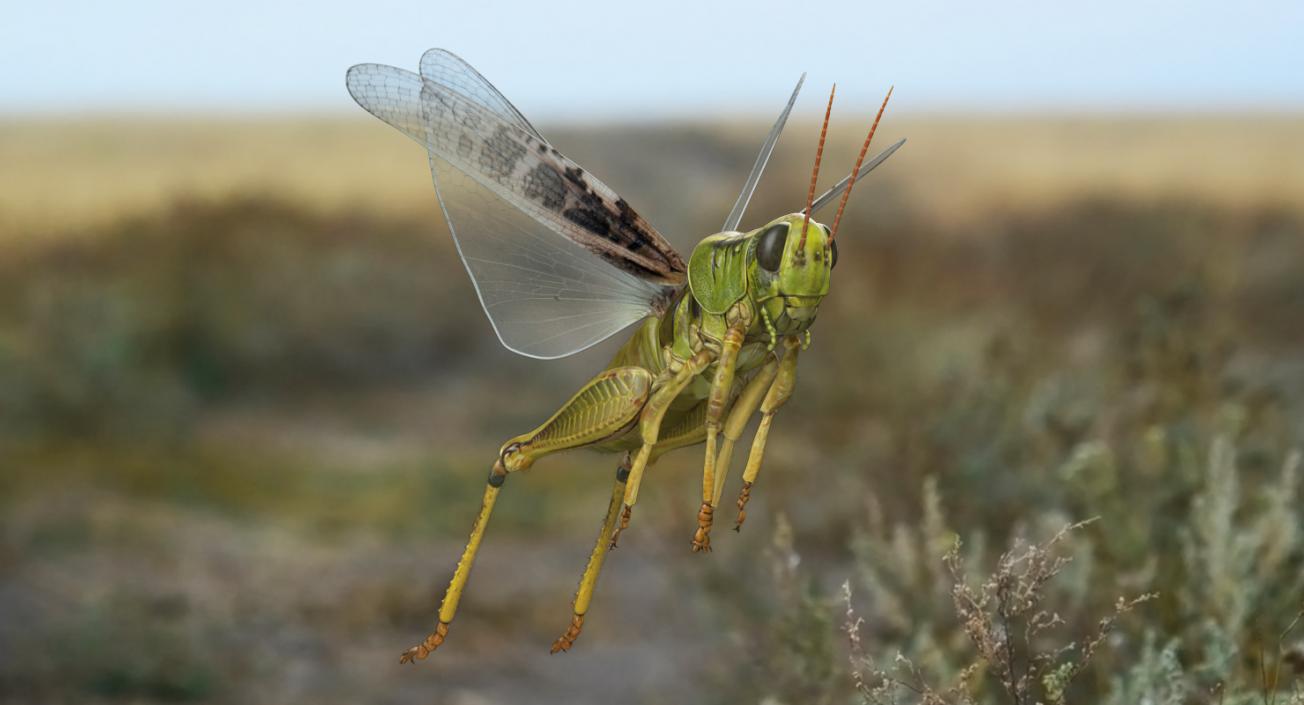 3D Grasshopper Jumping Pose with Fur model