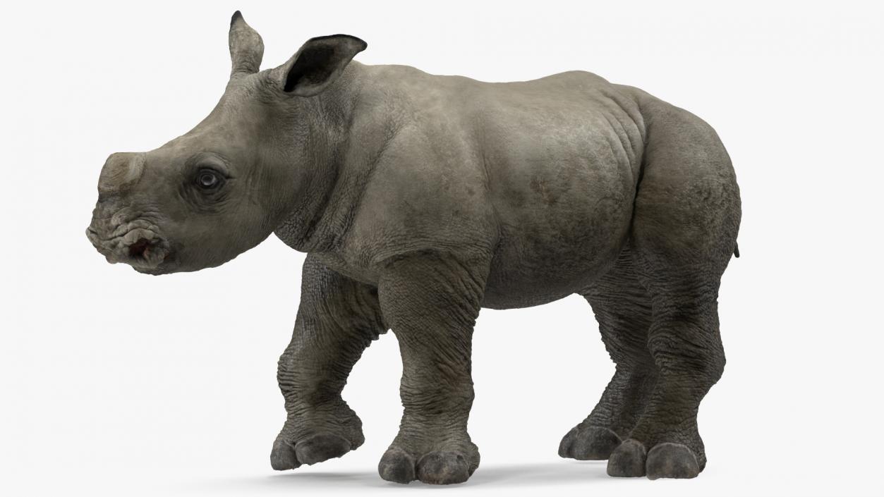 Baby Rhino Rigged 3D