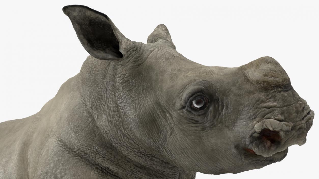 Baby Rhino Rigged 3D