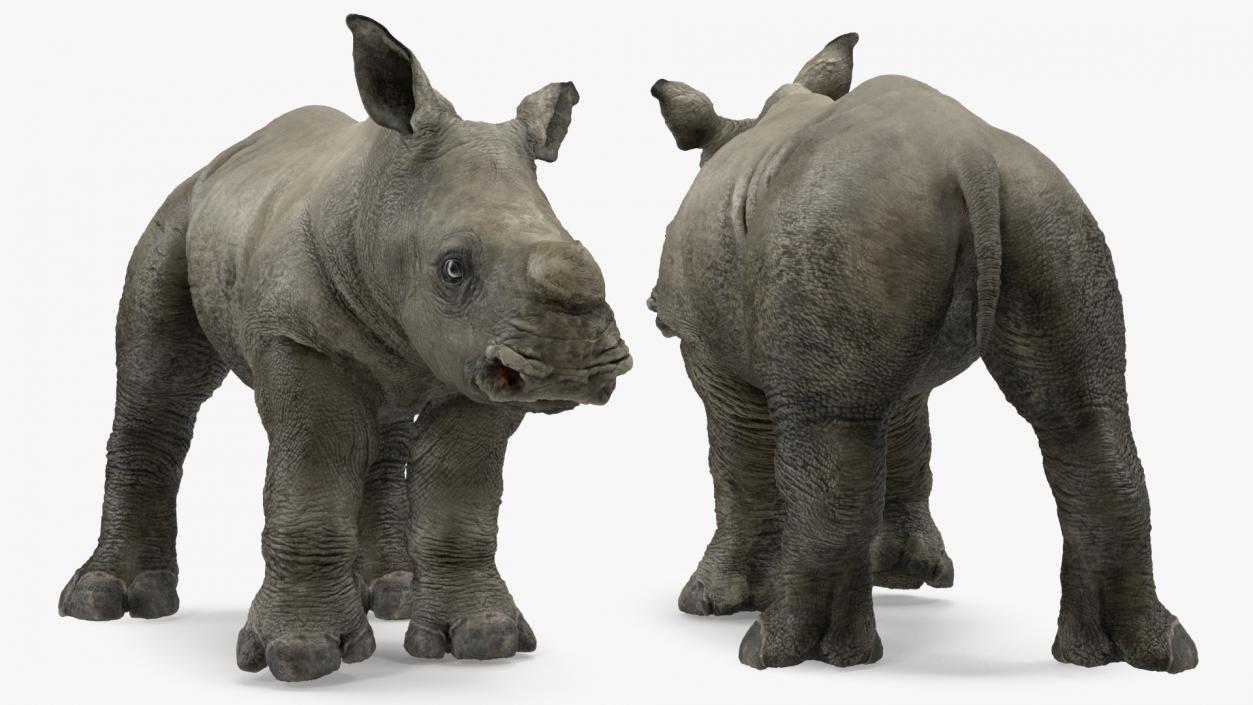 Baby Rhino Rigged 3D