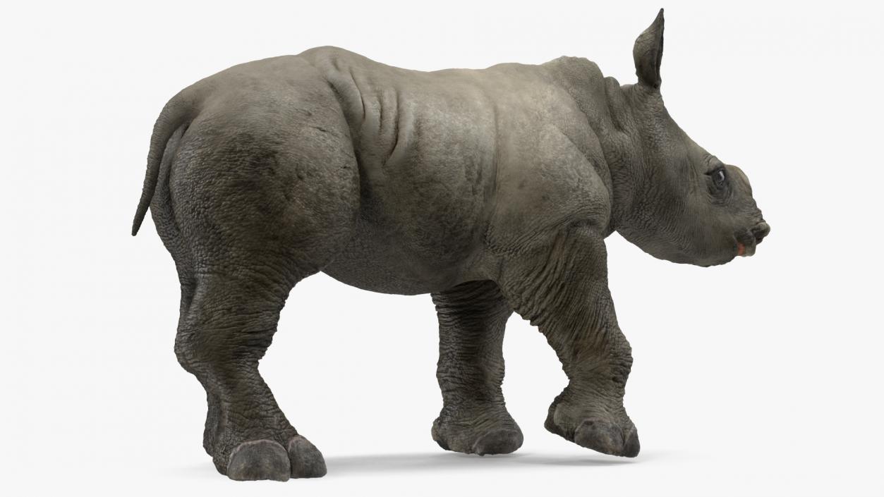 Baby Rhino Rigged 3D