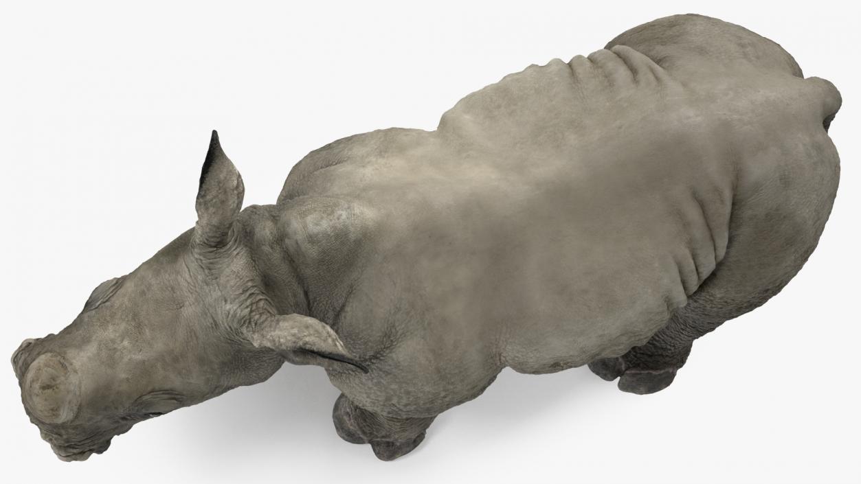 Baby Rhino Rigged 3D