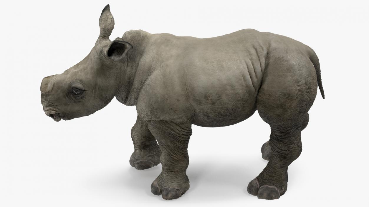 Baby Rhino Rigged 3D