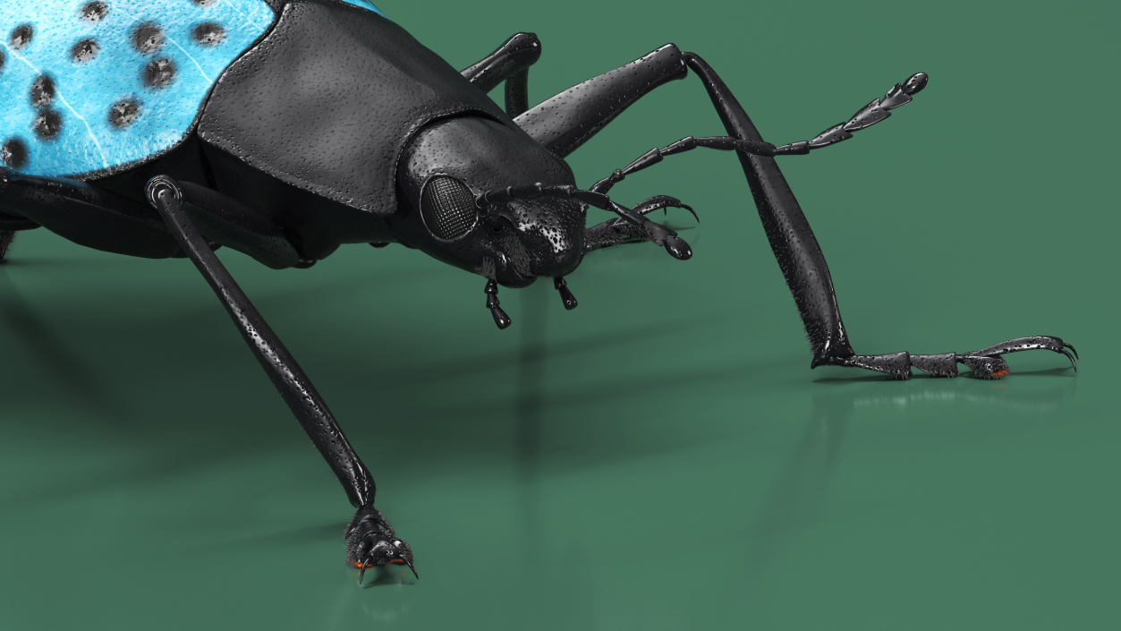 3D Blue Pleasing Fungus Beetle Rigged Fur model