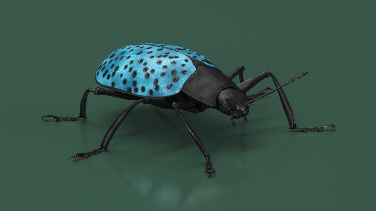 3D Blue Pleasing Fungus Beetle Rigged Fur model