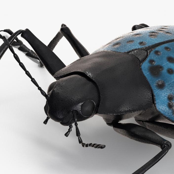 3D Blue Pleasing Fungus Beetle Rigged Fur model