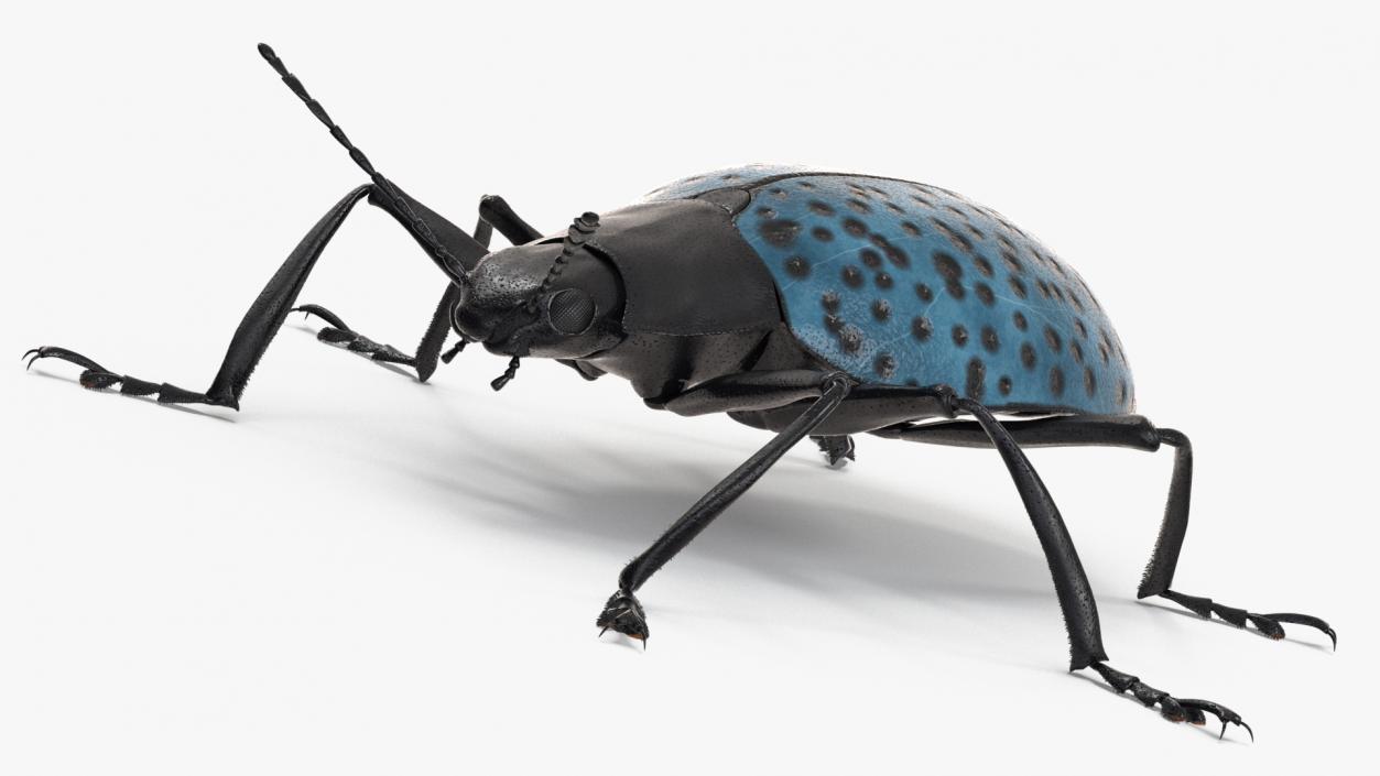 3D Blue Pleasing Fungus Beetle Rigged Fur model