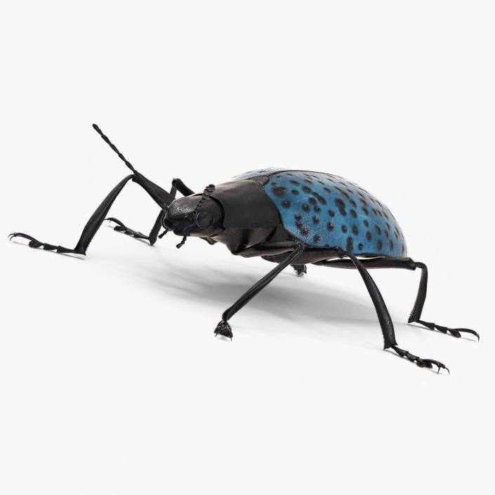 3D Blue Pleasing Fungus Beetle Rigged Fur model