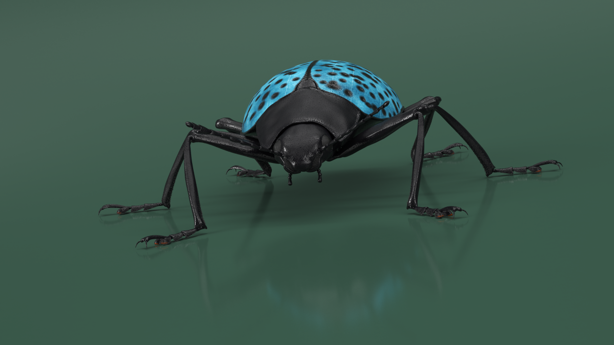 3D Blue Pleasing Fungus Beetle Rigged Fur model