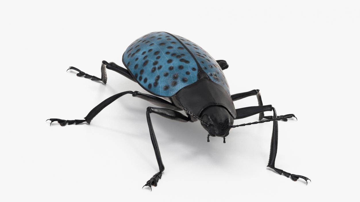 3D Blue Pleasing Fungus Beetle Rigged Fur model