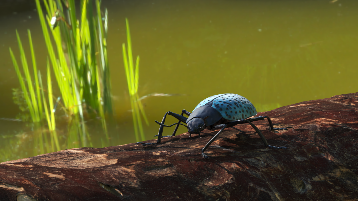 3D Blue Pleasing Fungus Beetle Rigged Fur model