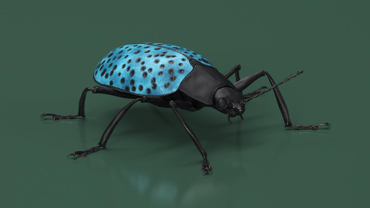 3D Blue Pleasing Fungus Beetle Rigged Fur model