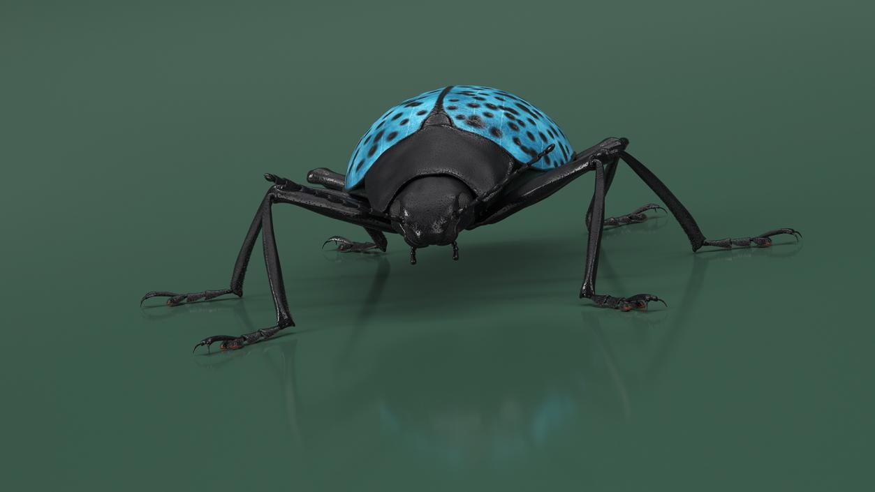 3D Blue Pleasing Fungus Beetle Rigged Fur model