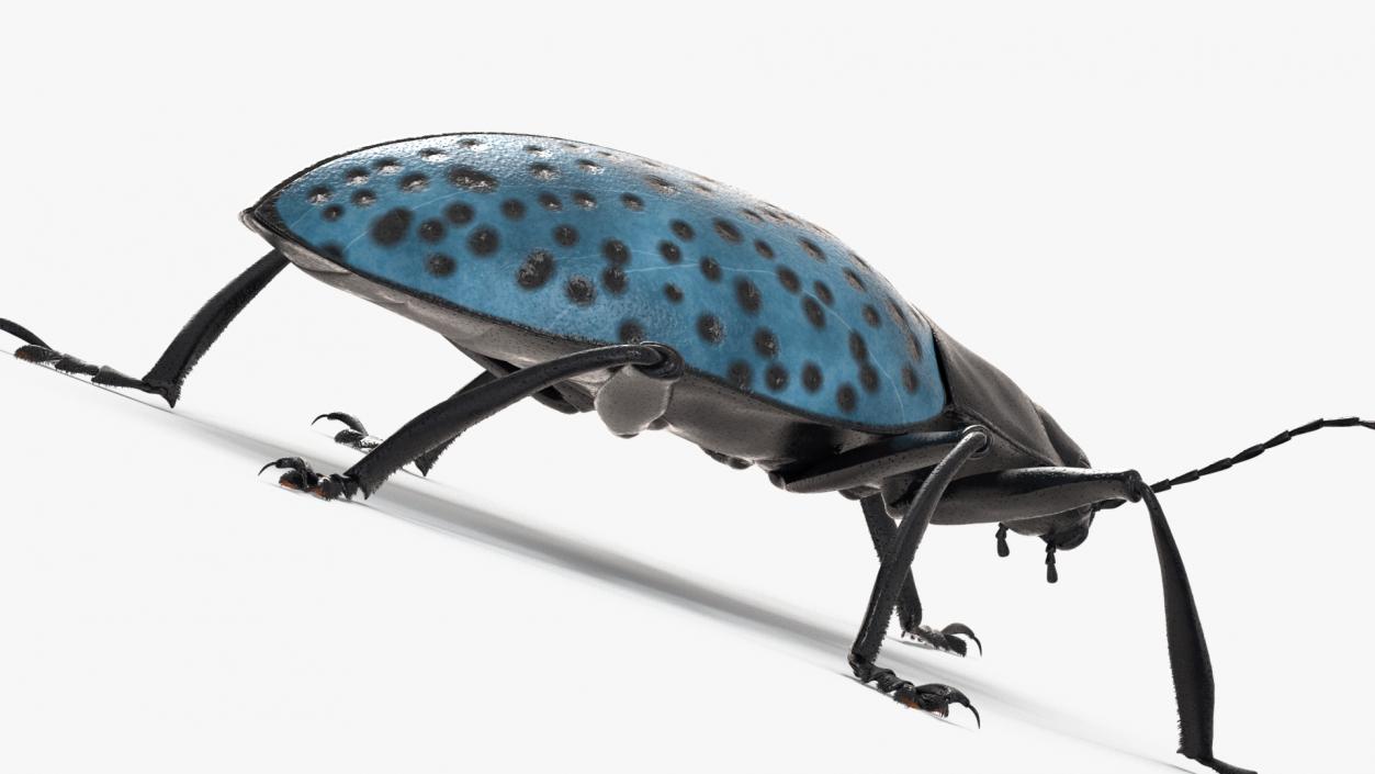 3D Blue Pleasing Fungus Beetle Rigged Fur model