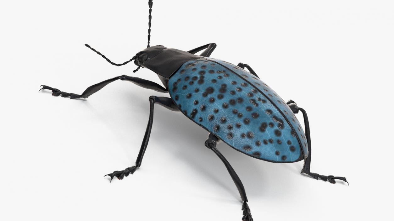 3D Blue Pleasing Fungus Beetle Rigged Fur model