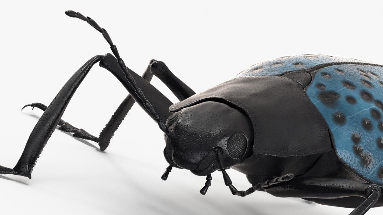 3D Blue Pleasing Fungus Beetle Rigged Fur model