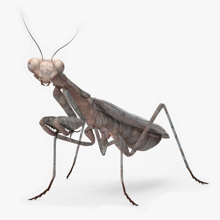 3D Realistic Praying Mantis 2