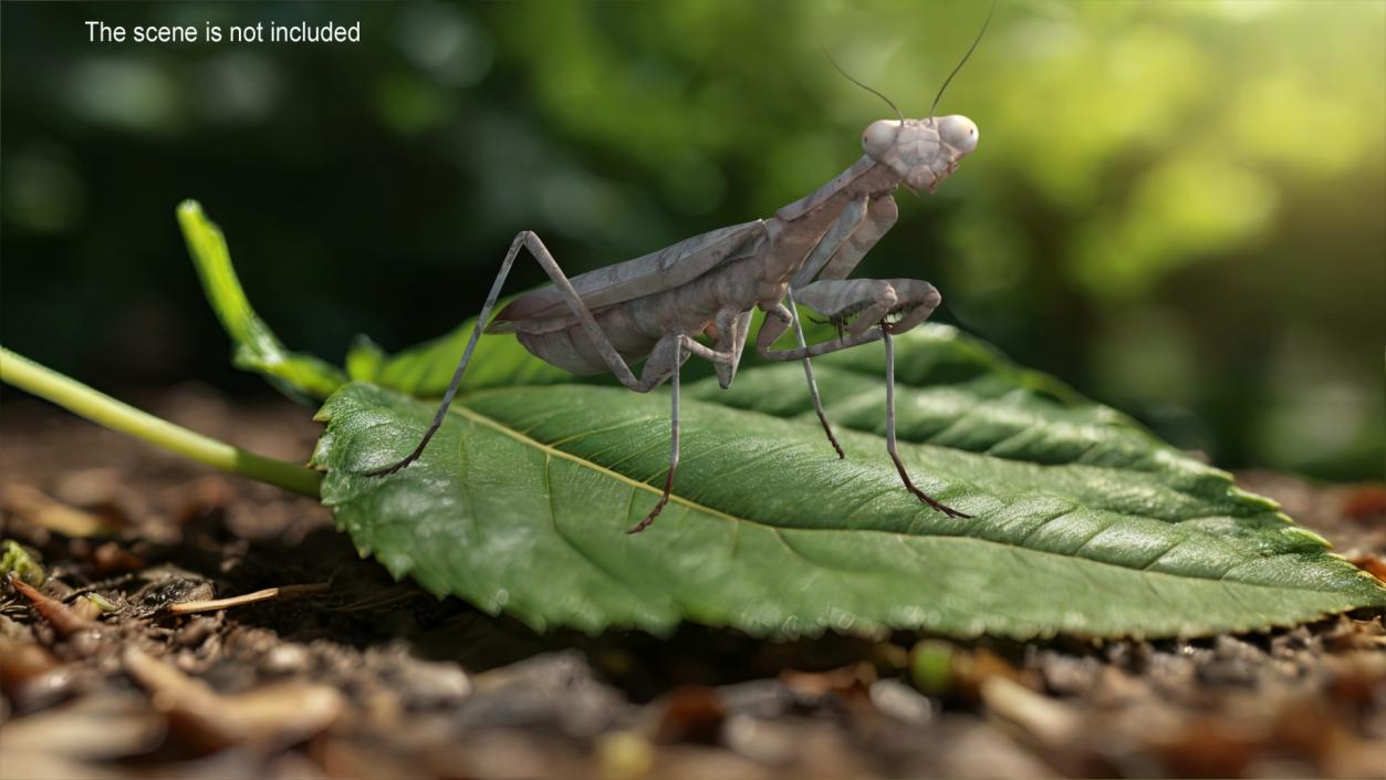 3D Realistic Praying Mantis 2