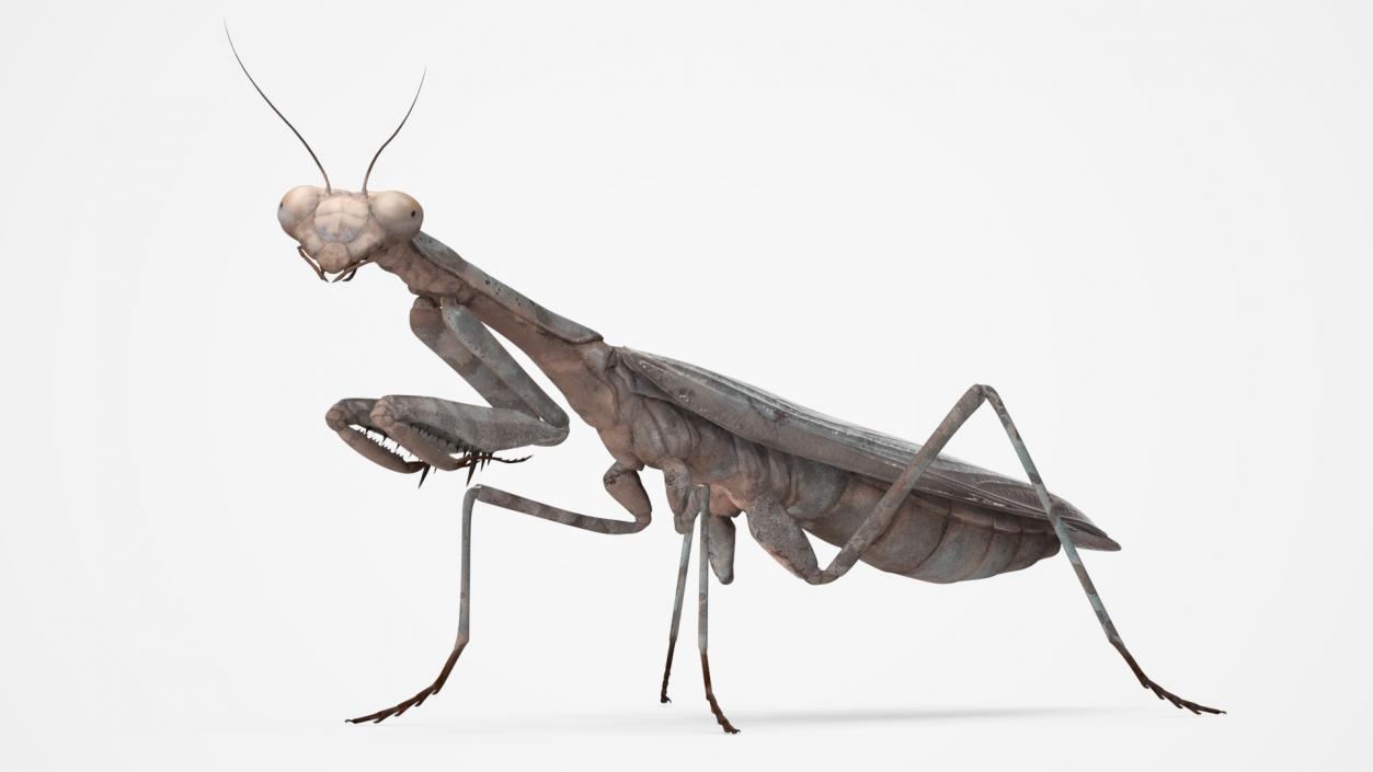 3D Realistic Praying Mantis 2