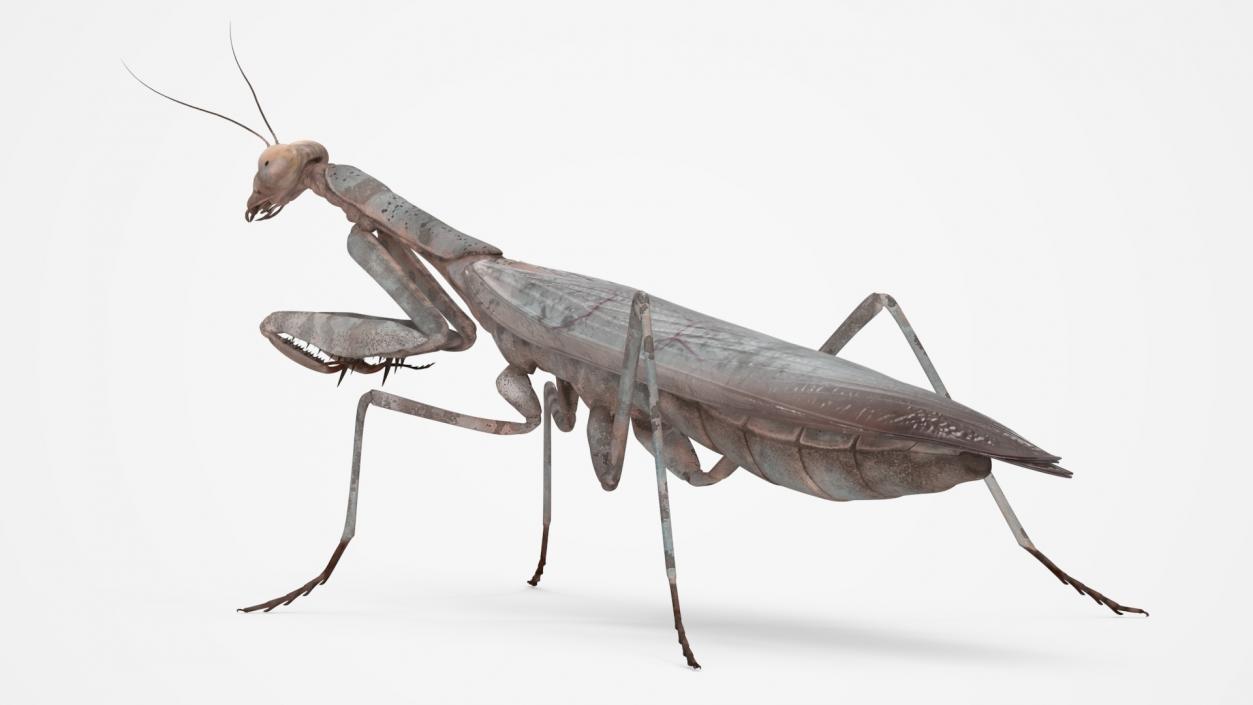 3D Realistic Praying Mantis 2