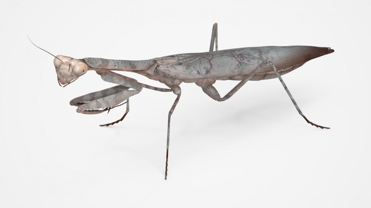 3D Realistic Praying Mantis 2