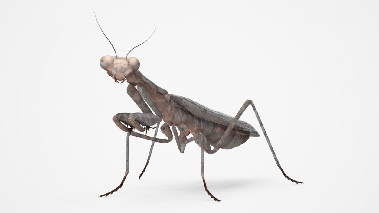 3D Realistic Praying Mantis 2