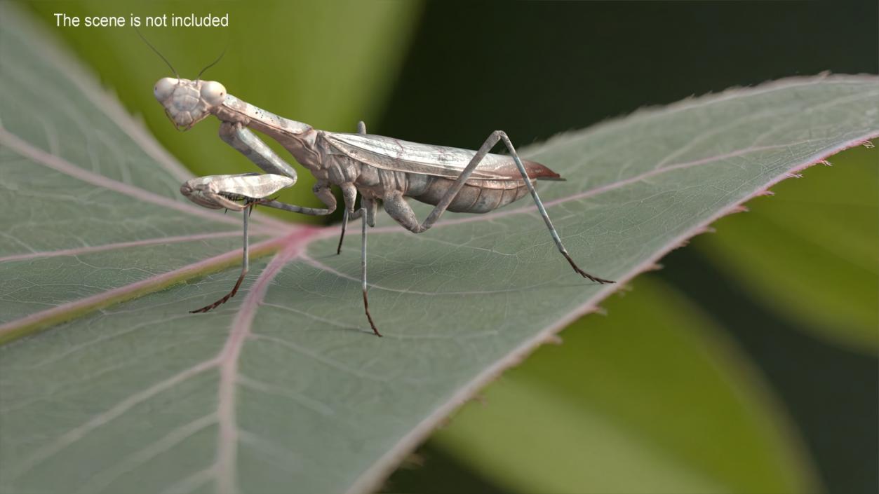 3D Realistic Praying Mantis 2