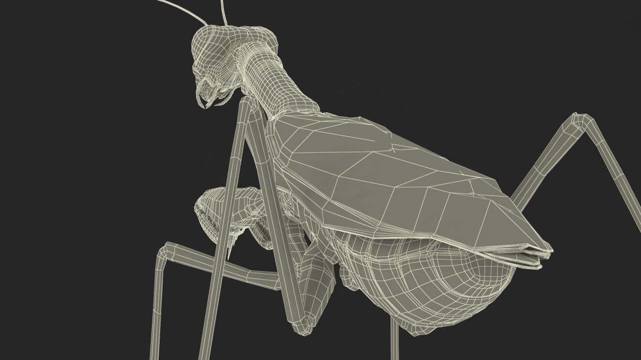 3D Realistic Praying Mantis 2