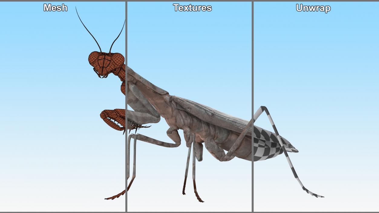 3D Realistic Praying Mantis 2