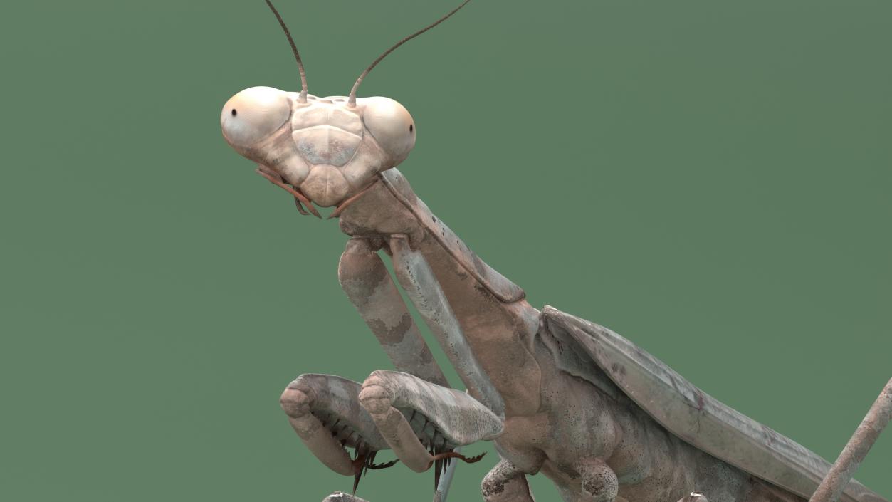 3D Realistic Praying Mantis 2