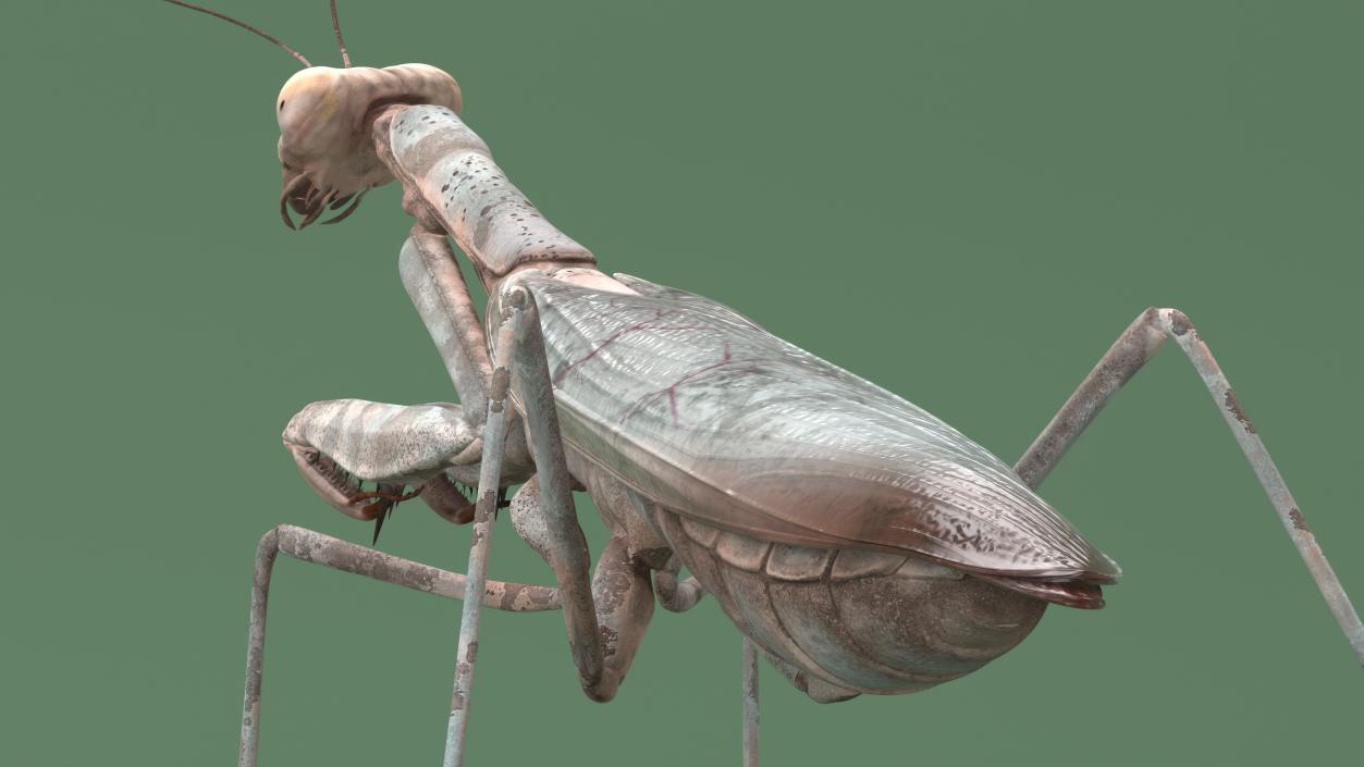 3D Realistic Praying Mantis 2