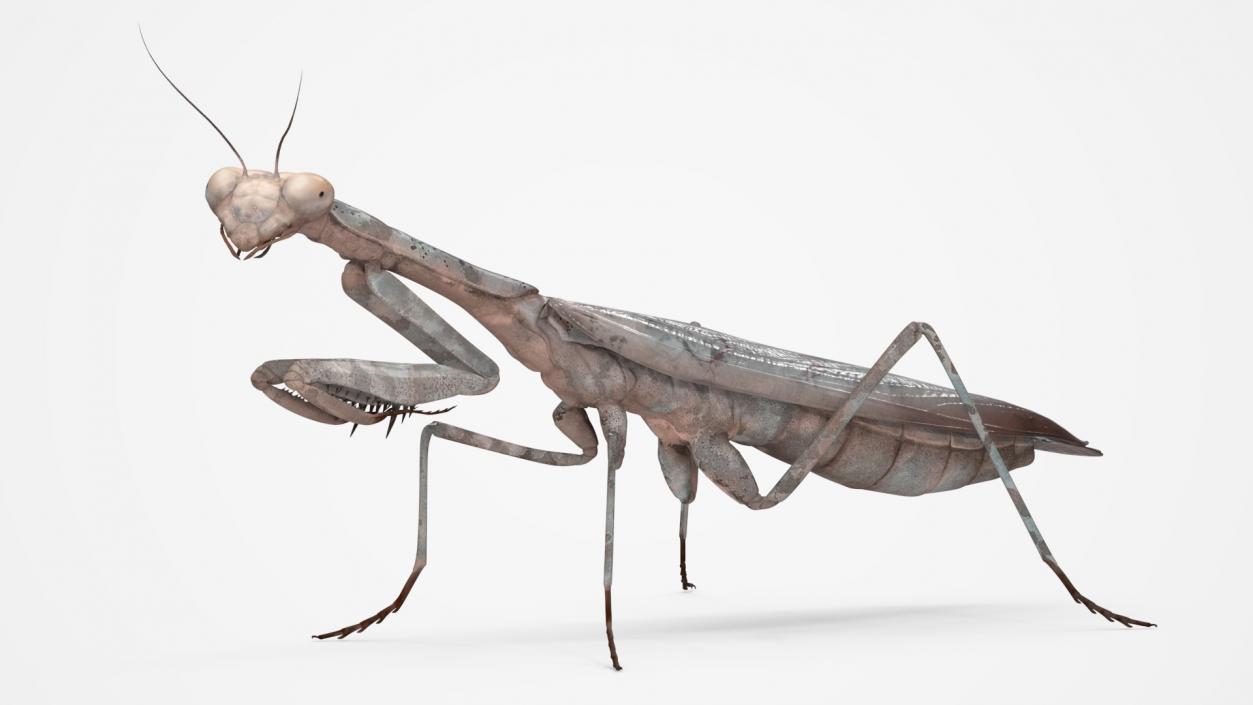 3D Realistic Praying Mantis 2