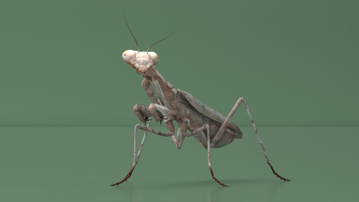 3D Realistic Praying Mantis 2