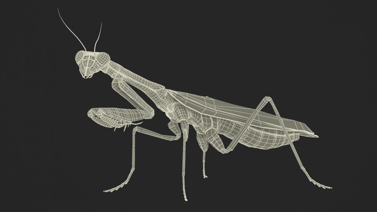 3D Realistic Praying Mantis 2