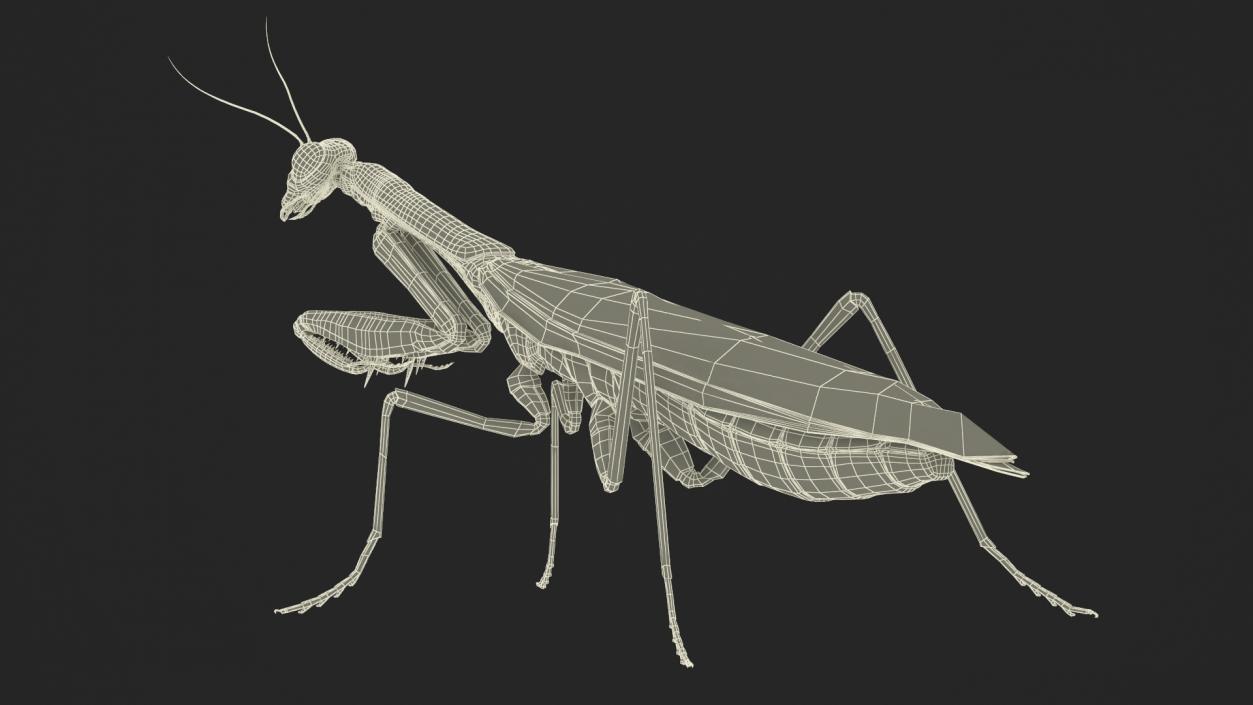 3D Realistic Praying Mantis 2